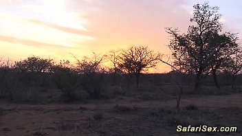 African Safari Groupsex Fuck Orgy